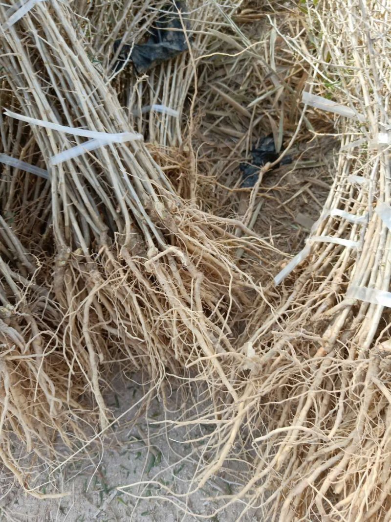 黑枸杞苗