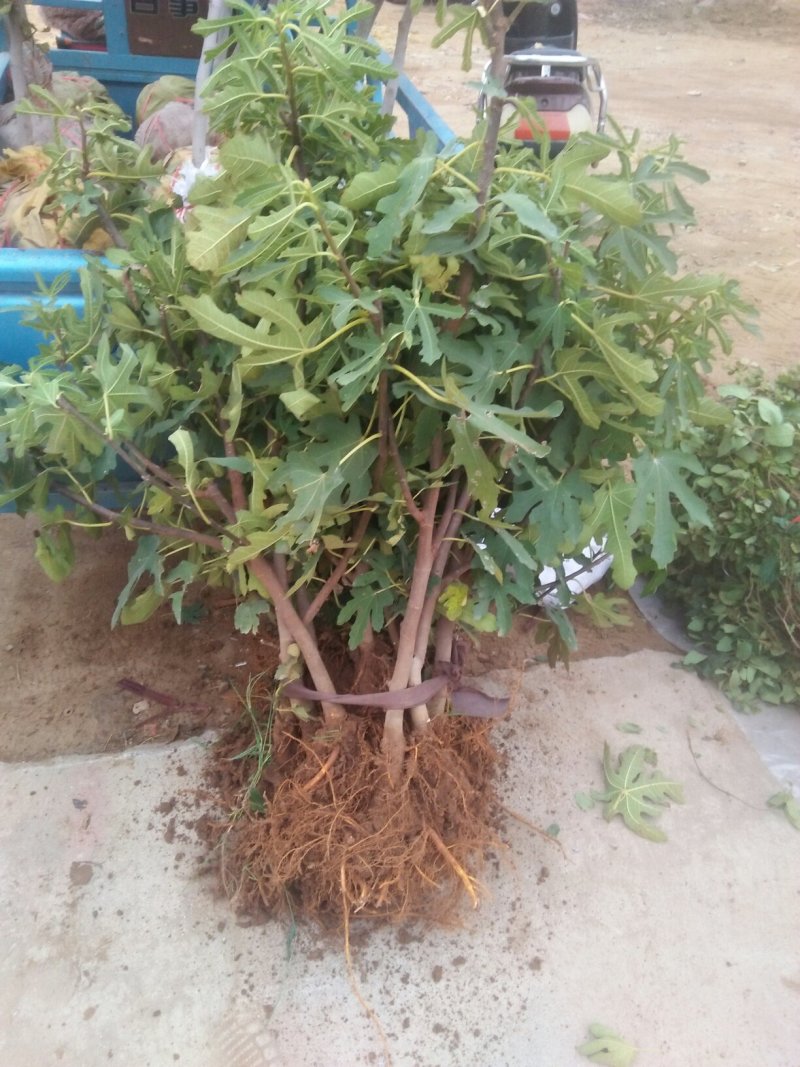 无花果树