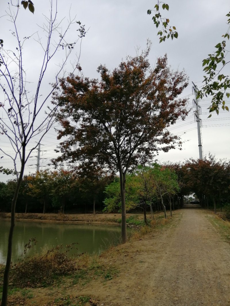 榉树