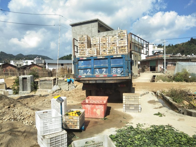 赣南脐橙