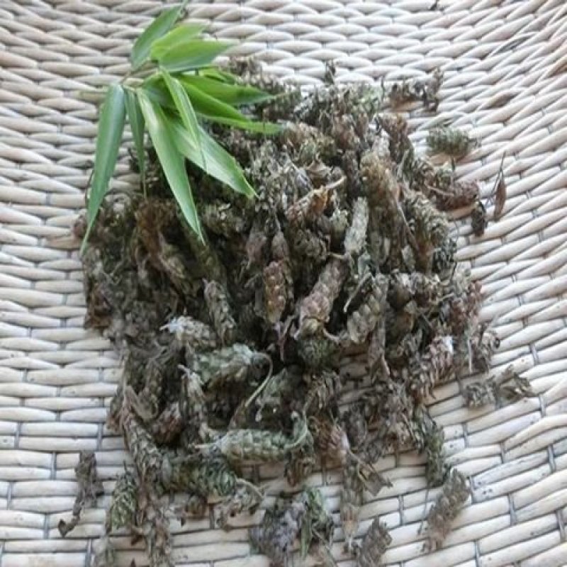 夏枯草批发各种规格中药材