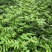基地直供纯正花椒苗花椒小苗藤椒苗天知椒量大从优
