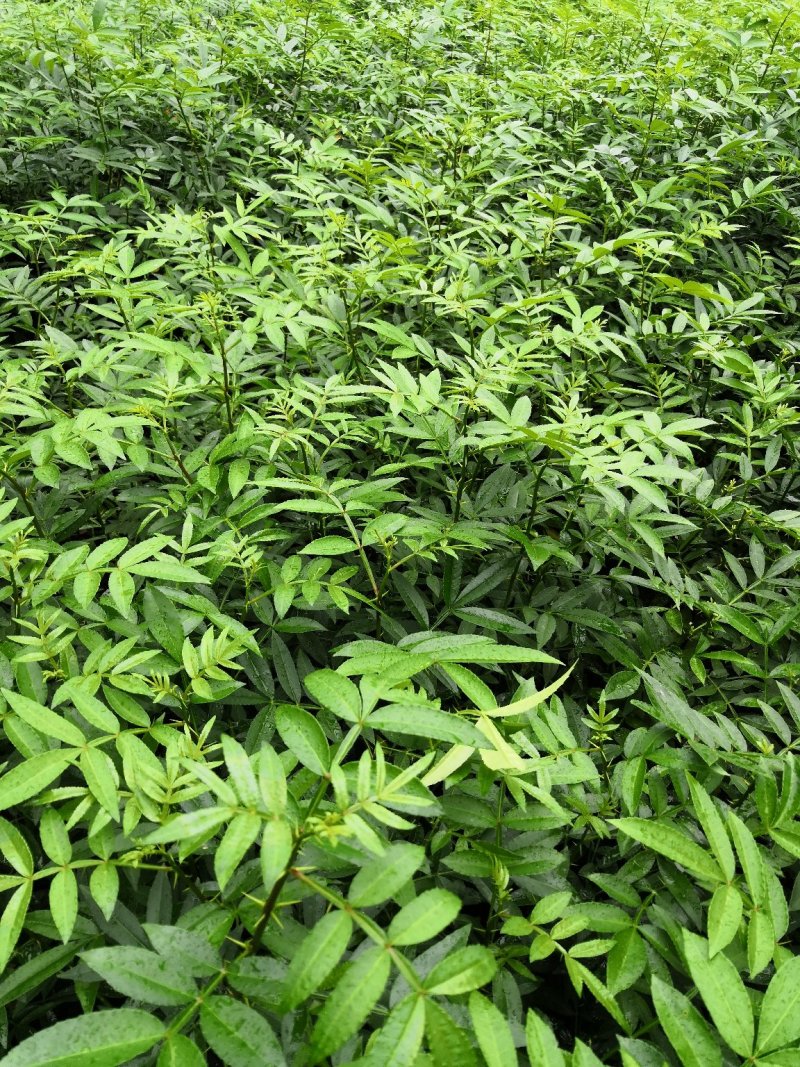 基地直供纯正花椒苗花椒小苗藤椒苗天知椒量大从优