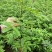 基地直供纯正花椒苗花椒小苗藤椒苗天知椒量大从优