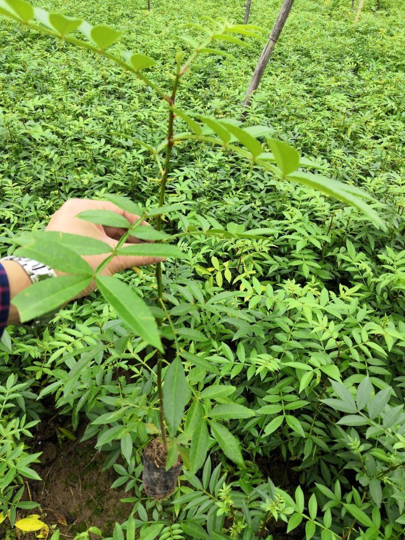 基地直供纯正花椒苗花椒小苗藤椒苗天知椒量大从优