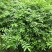 基地直供纯正花椒苗花椒小苗藤椒苗天知椒量大从优