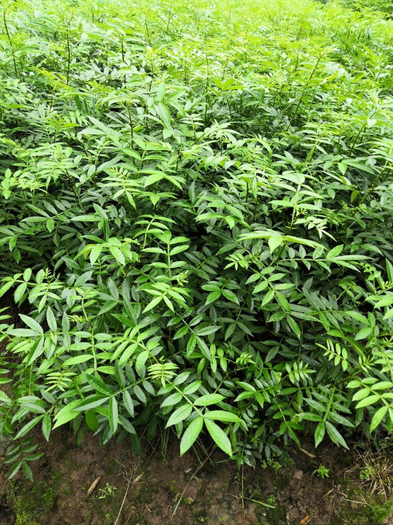 基地直供纯正花椒苗花椒小苗藤椒苗天知椒量大从优