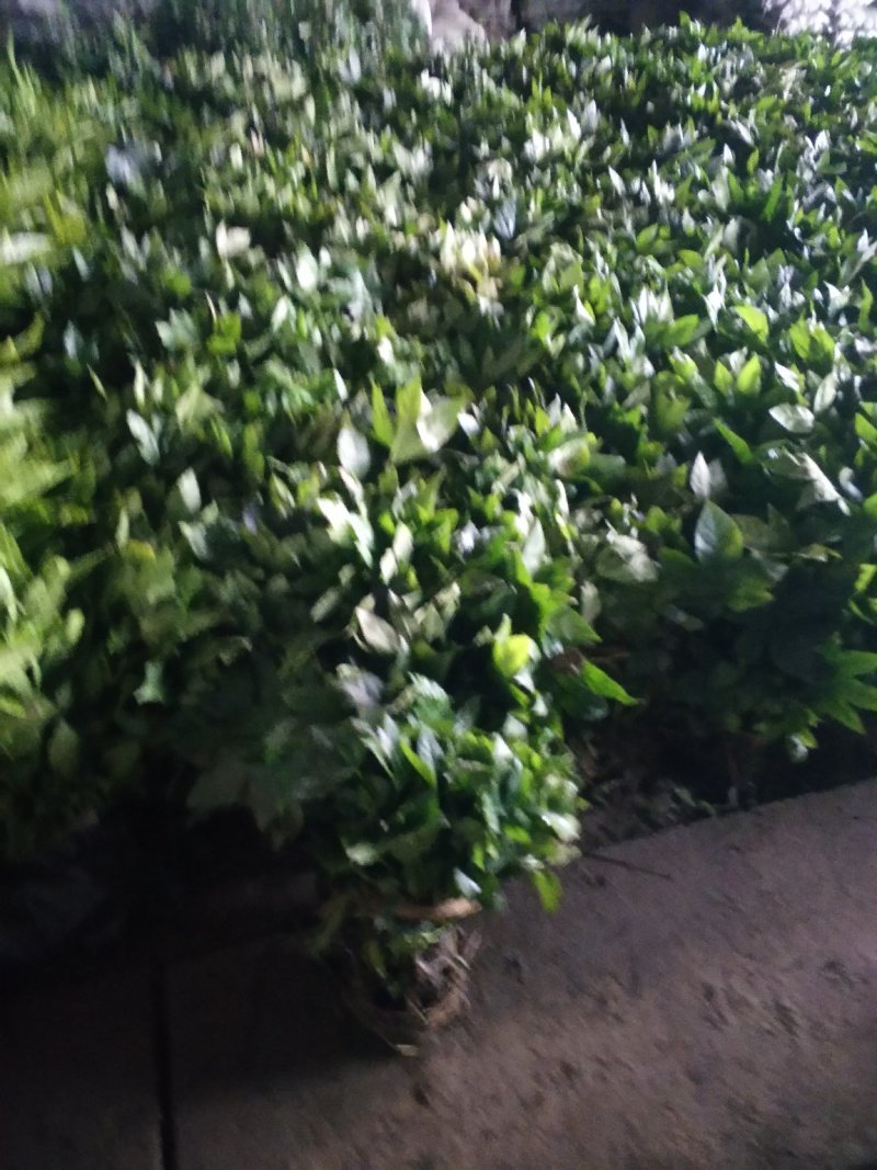 八角金盘高度30-40公分0.8元一颗！可以视频看货