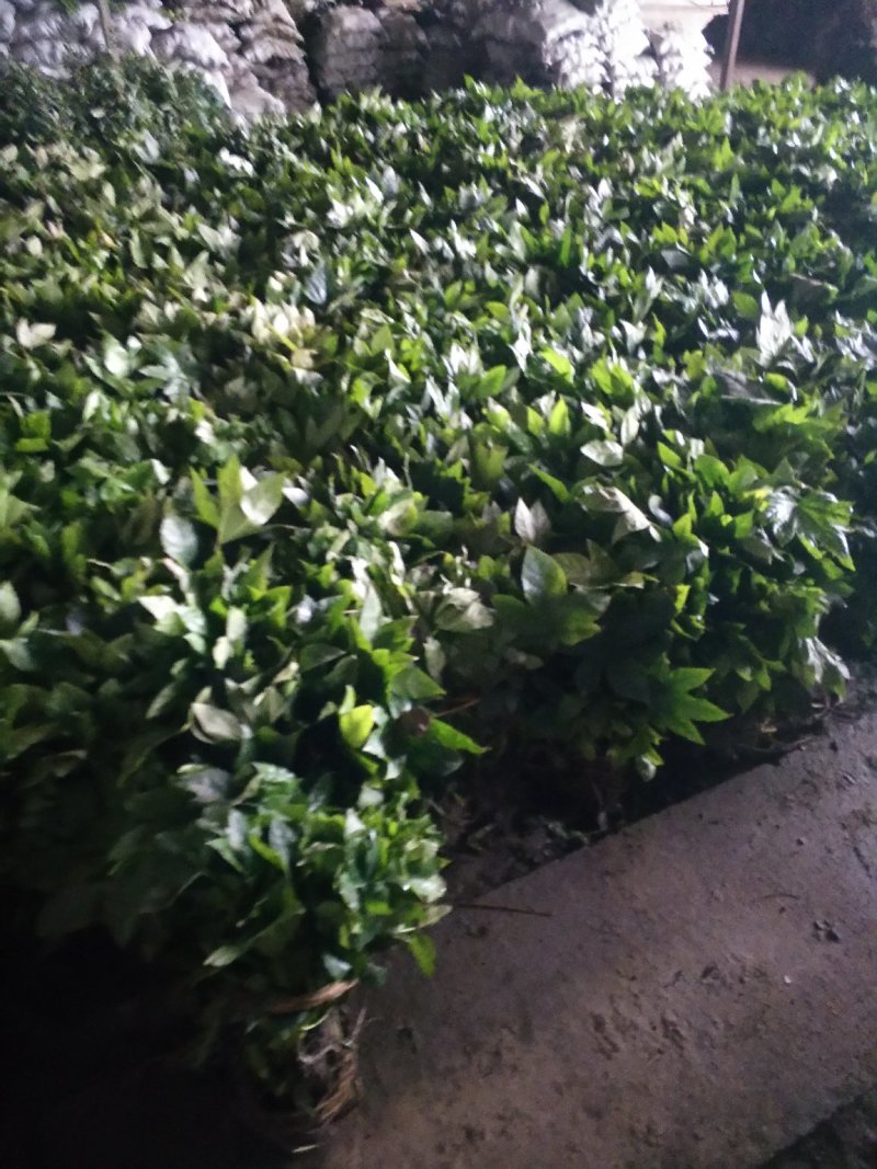 八角金盘高度30-40公分0.8元一颗！可以视频看货