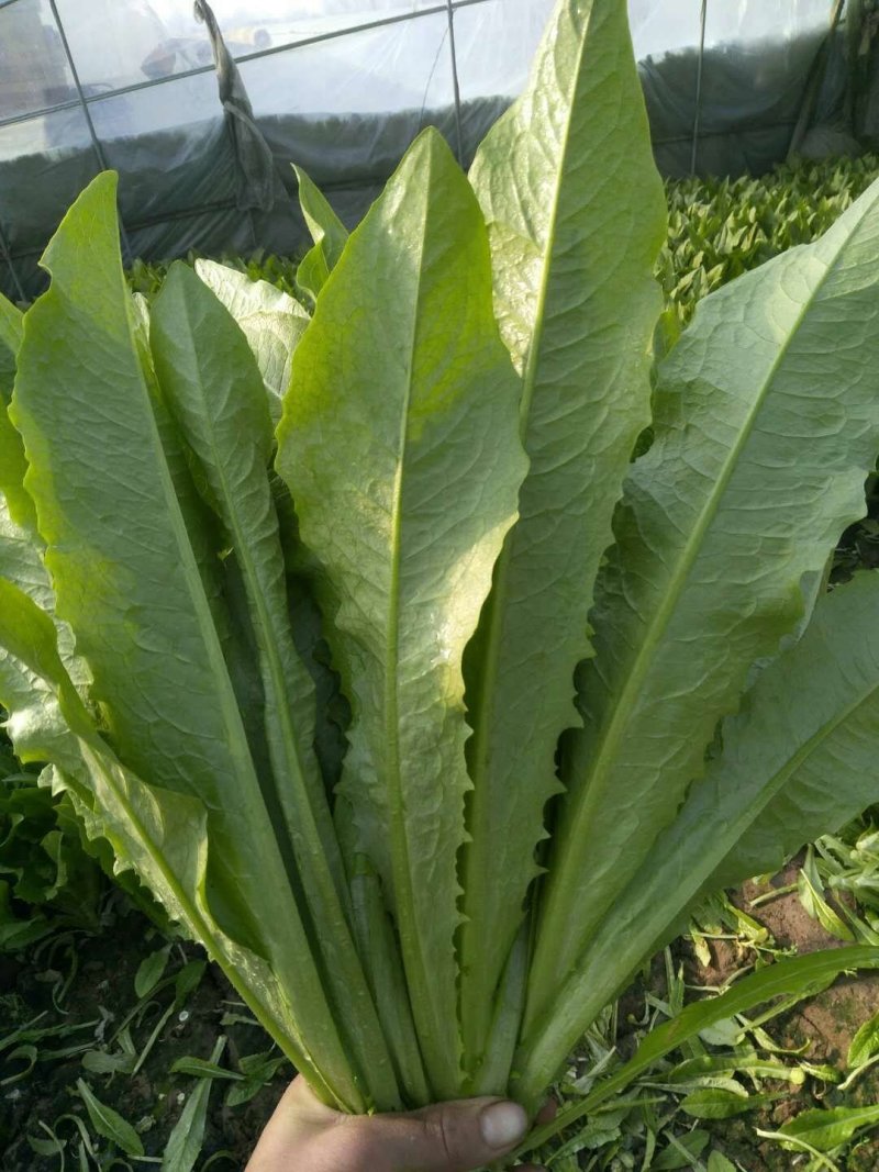 《精选》油麦菜，供应超市与各大市场诚信经营，质量保证