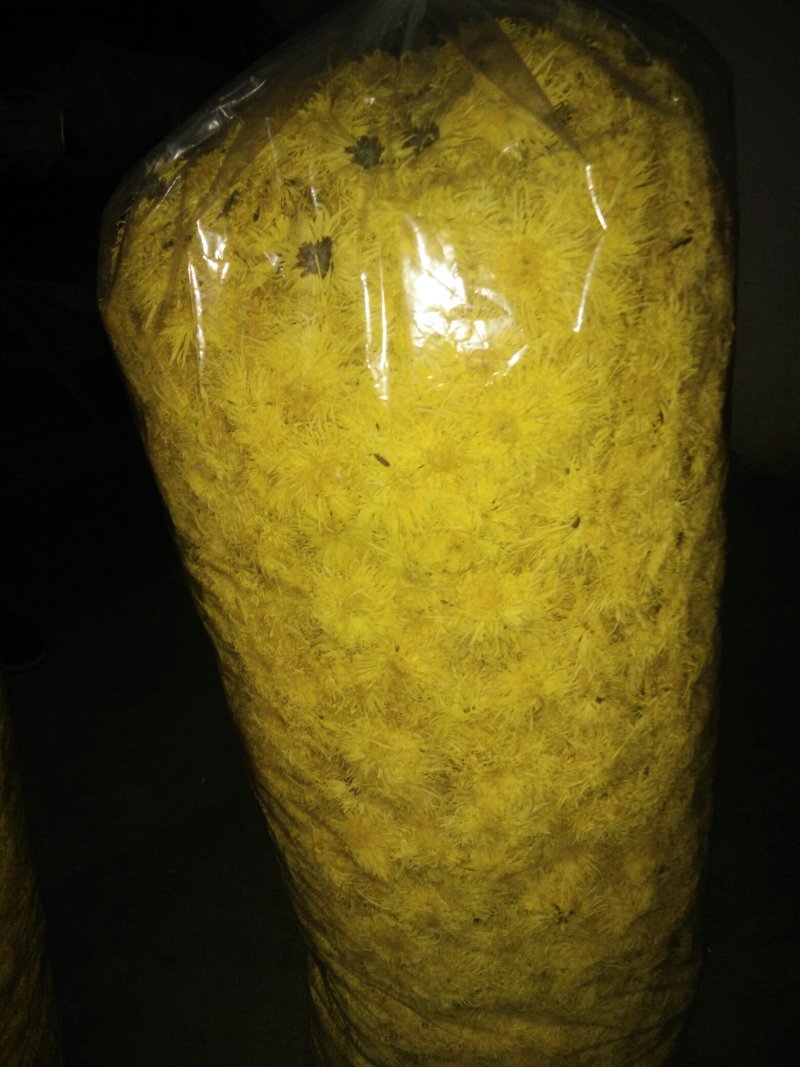 黄山金丝皇菊茶