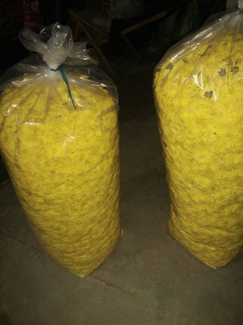 黄山金丝皇菊茶