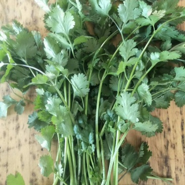 大量脱水香菜上市