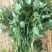 大量脱水香菜上市