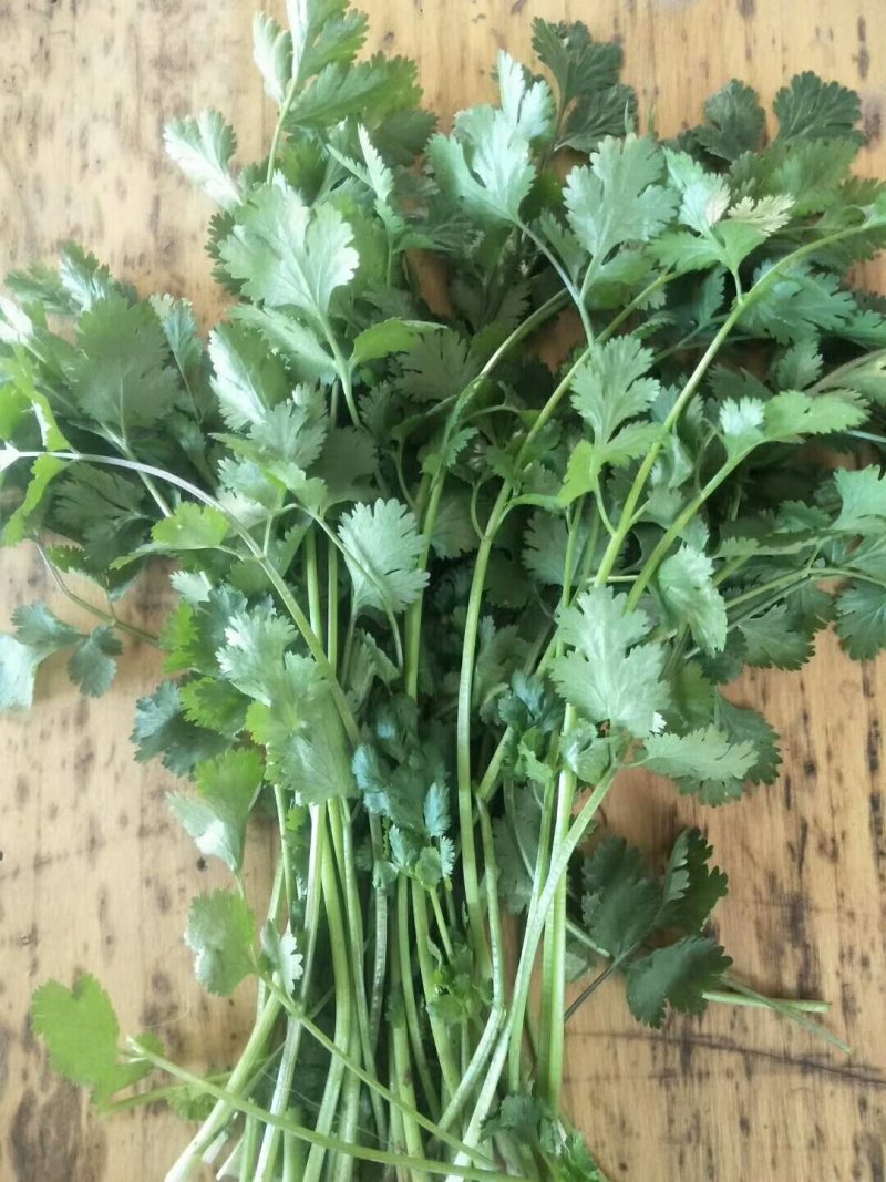 大量脱水香菜上市