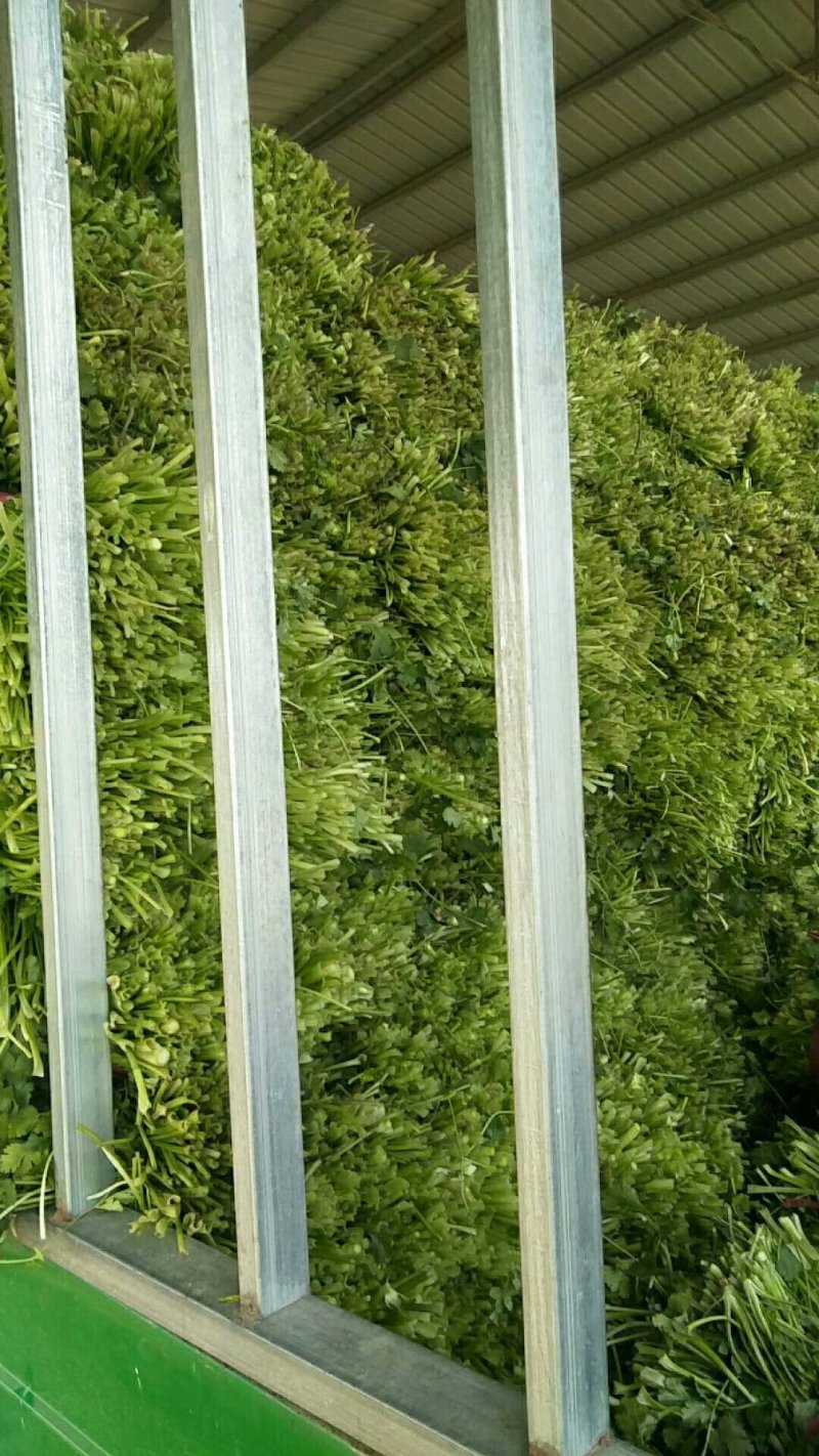 大量脱水香菜上市