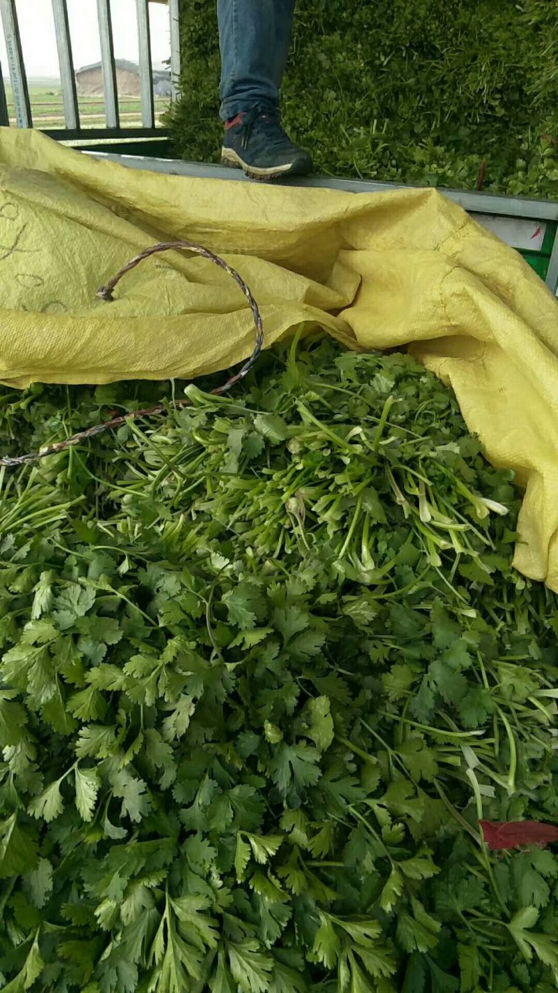 大量脱水香菜上市