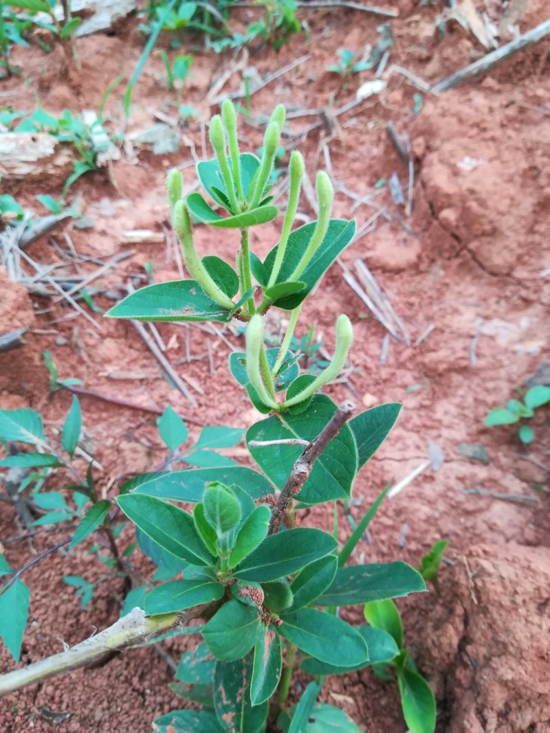 四季树形金银花