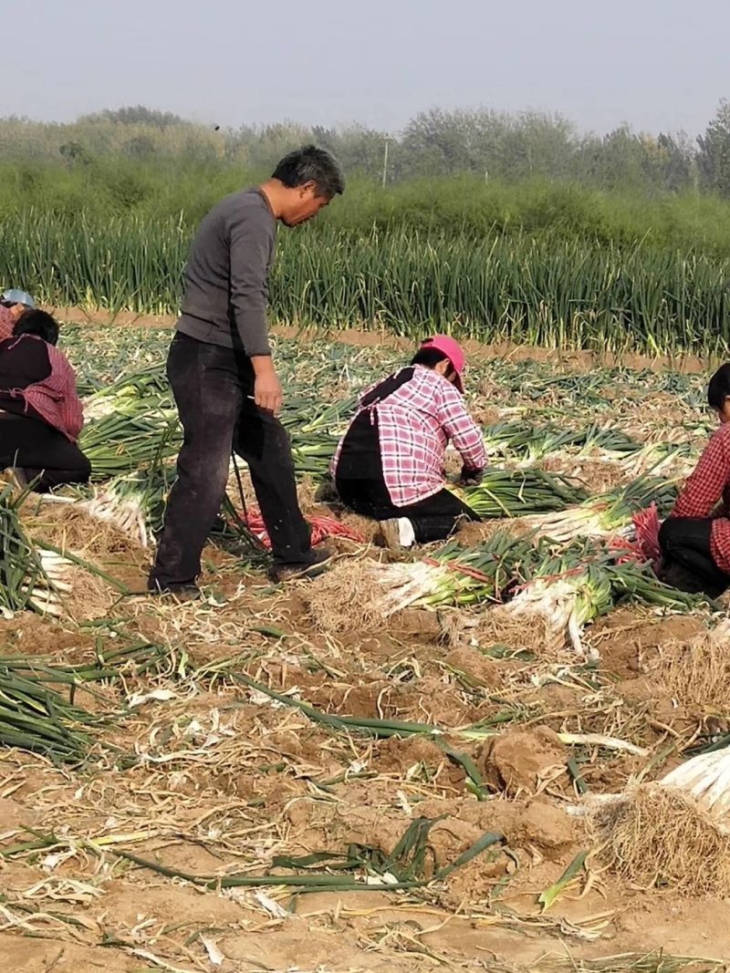 山东长白大葱，葱白长45左右，自家种植200亩