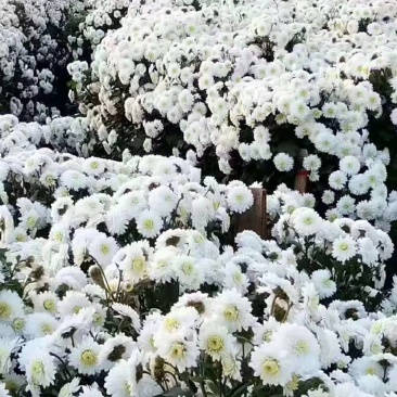 家里自产自烘培的白贡菊，量大价优