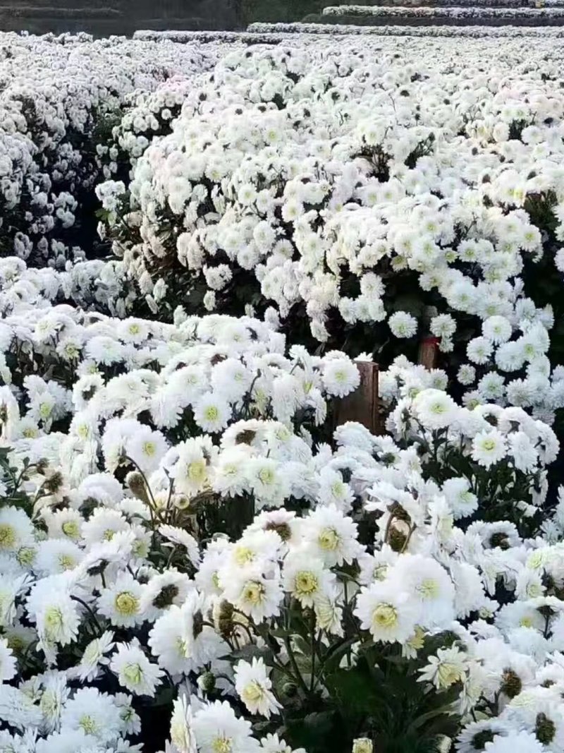 家里自产自烘培的白贡菊，量大价优