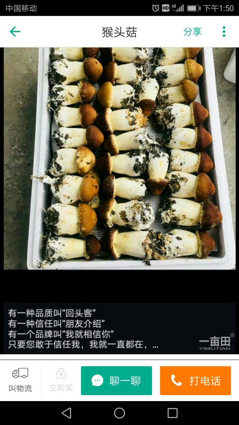 大球盖红皮萝卜小儿菜