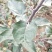 矮化烟富8号苹果苗批发
