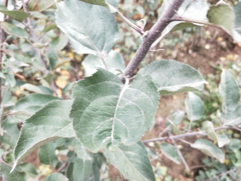 矮化烟富8号苹果苗批发