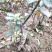 矮化烟富8号苹果苗批发