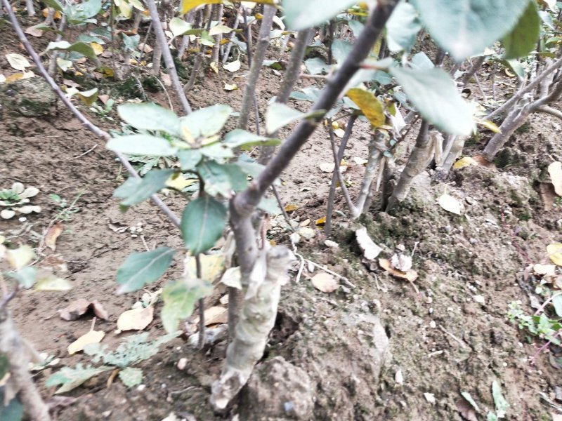 矮化烟富8号苹果苗批发