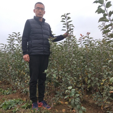 矮化烟富8号苹果苗批发