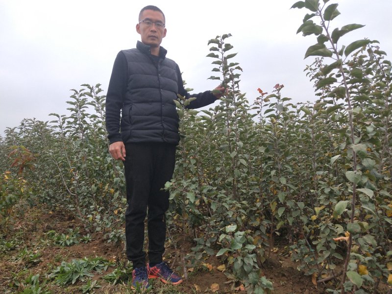 矮化烟富8号苹果苗批发