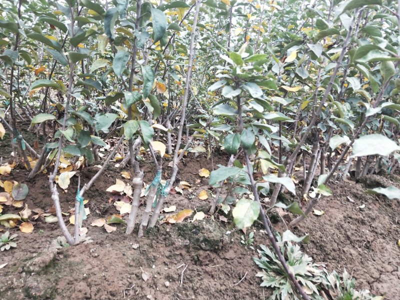 矮化烟富8号苹果苗批发