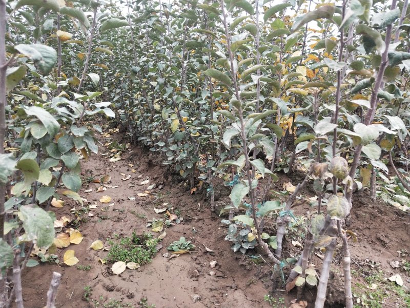 矮化烟富8号苹果苗批发