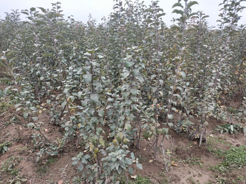 矮化烟富8号苹果苗批发