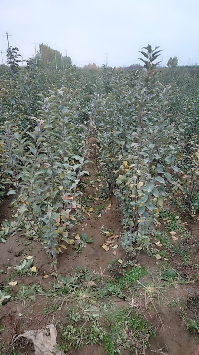 矮化烟富8号苹果苗批发