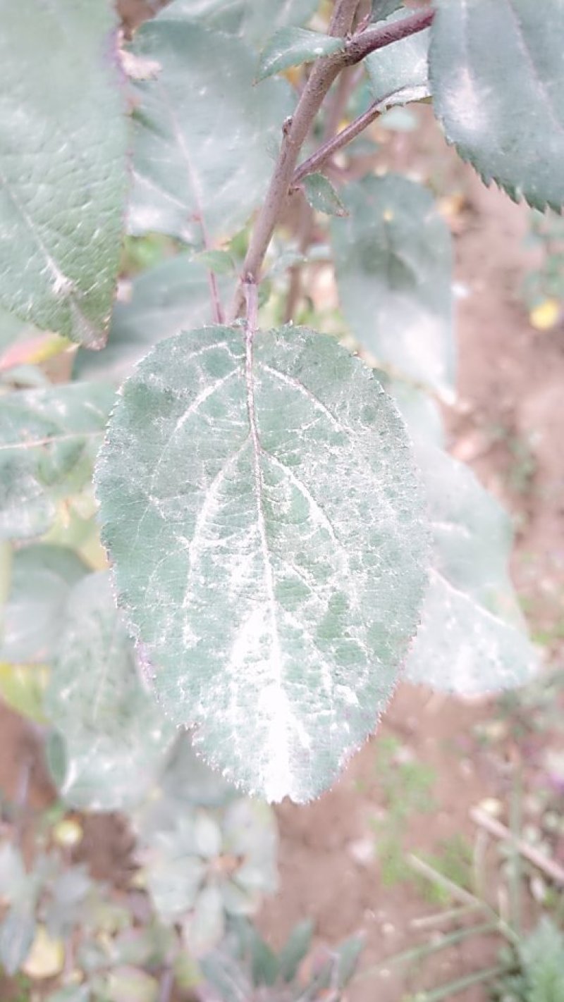 矮化烟富8号苹果苗批发