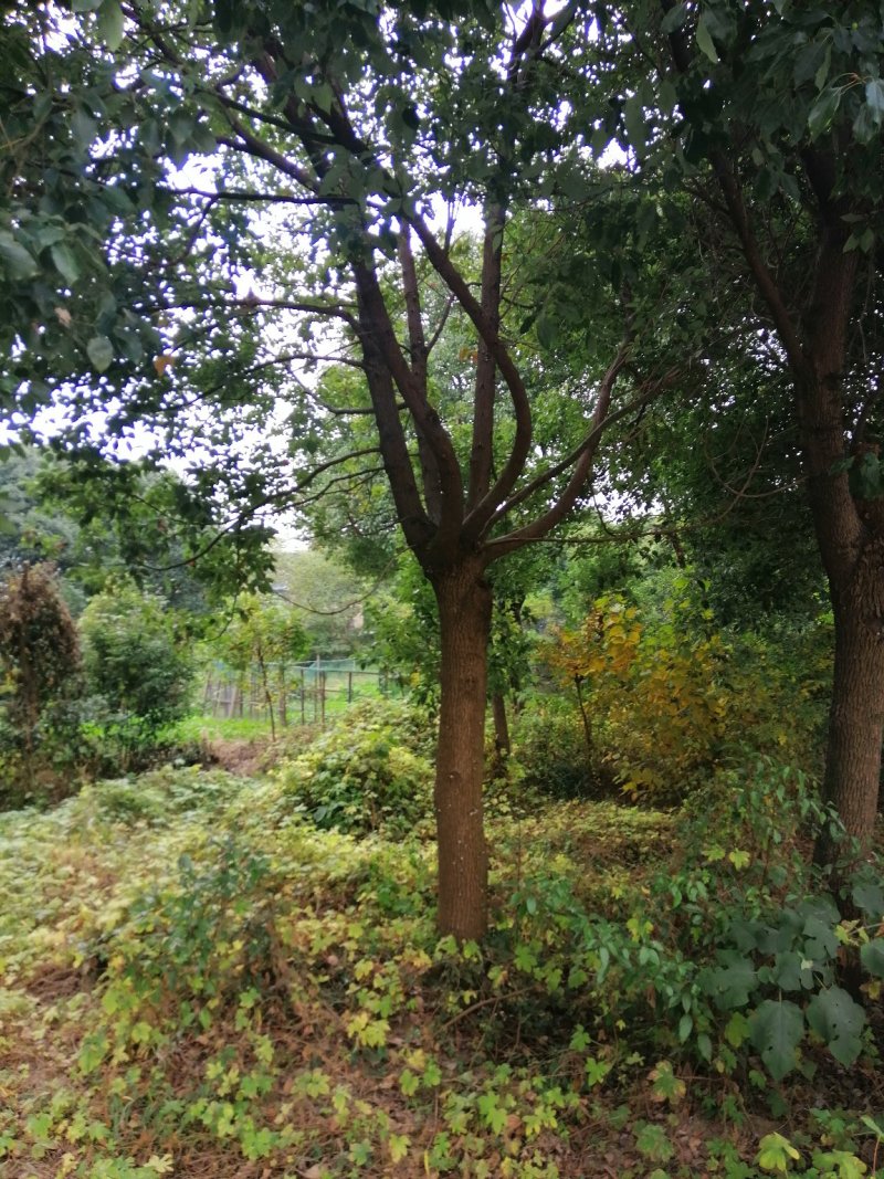 香樟树