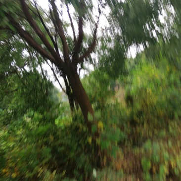 香樟树