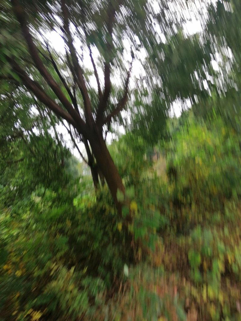 香樟树