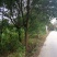 香樟树