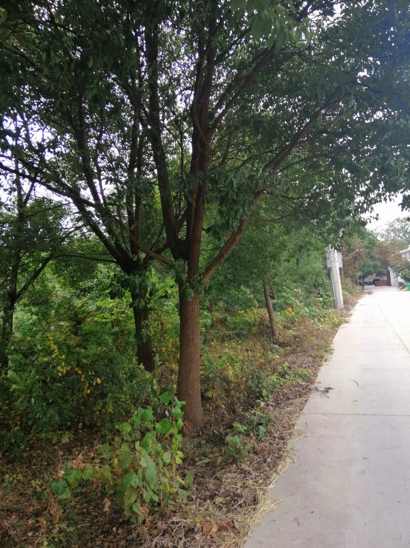 香樟树
