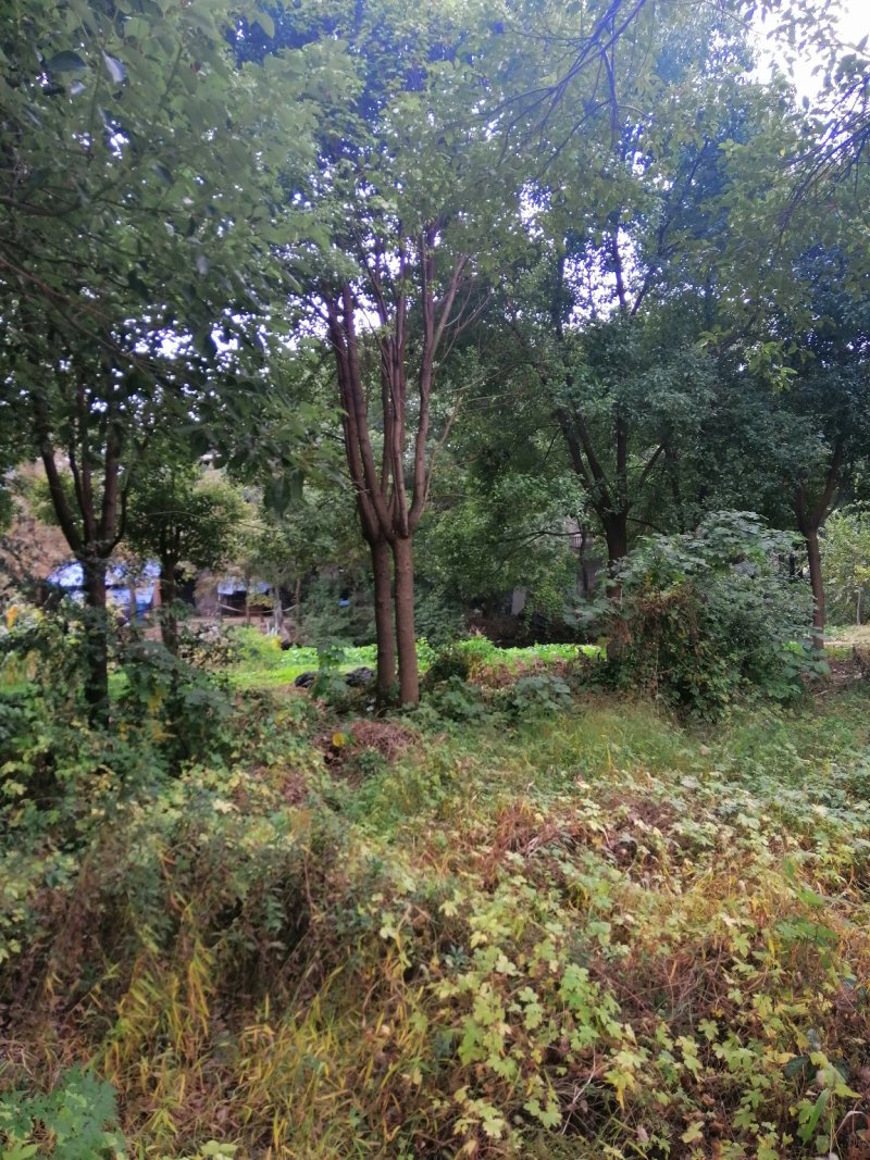 香樟树