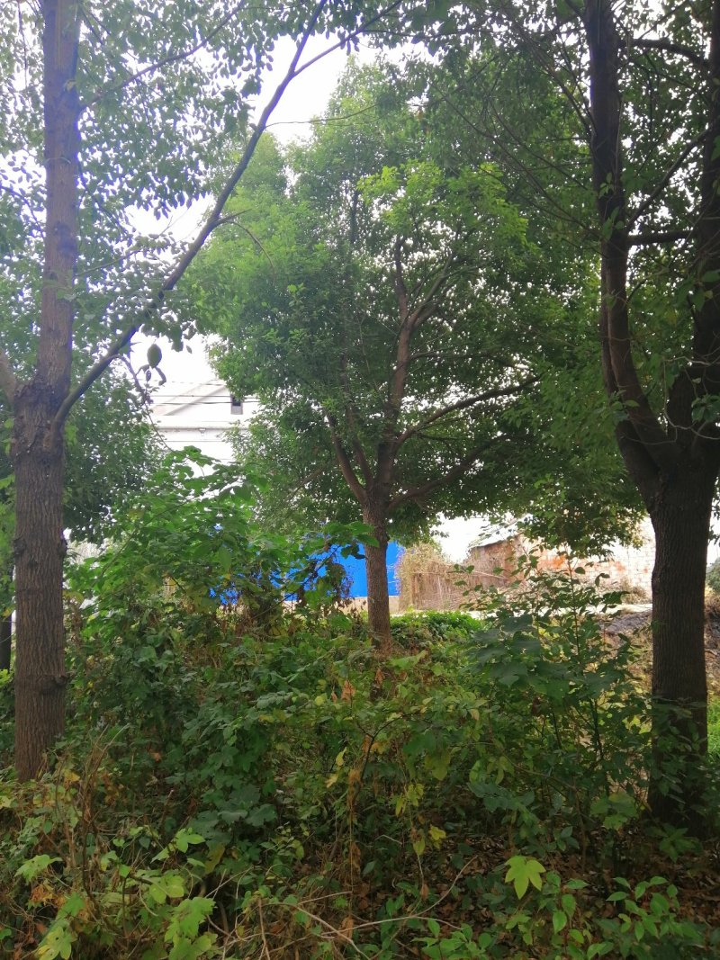 香樟树