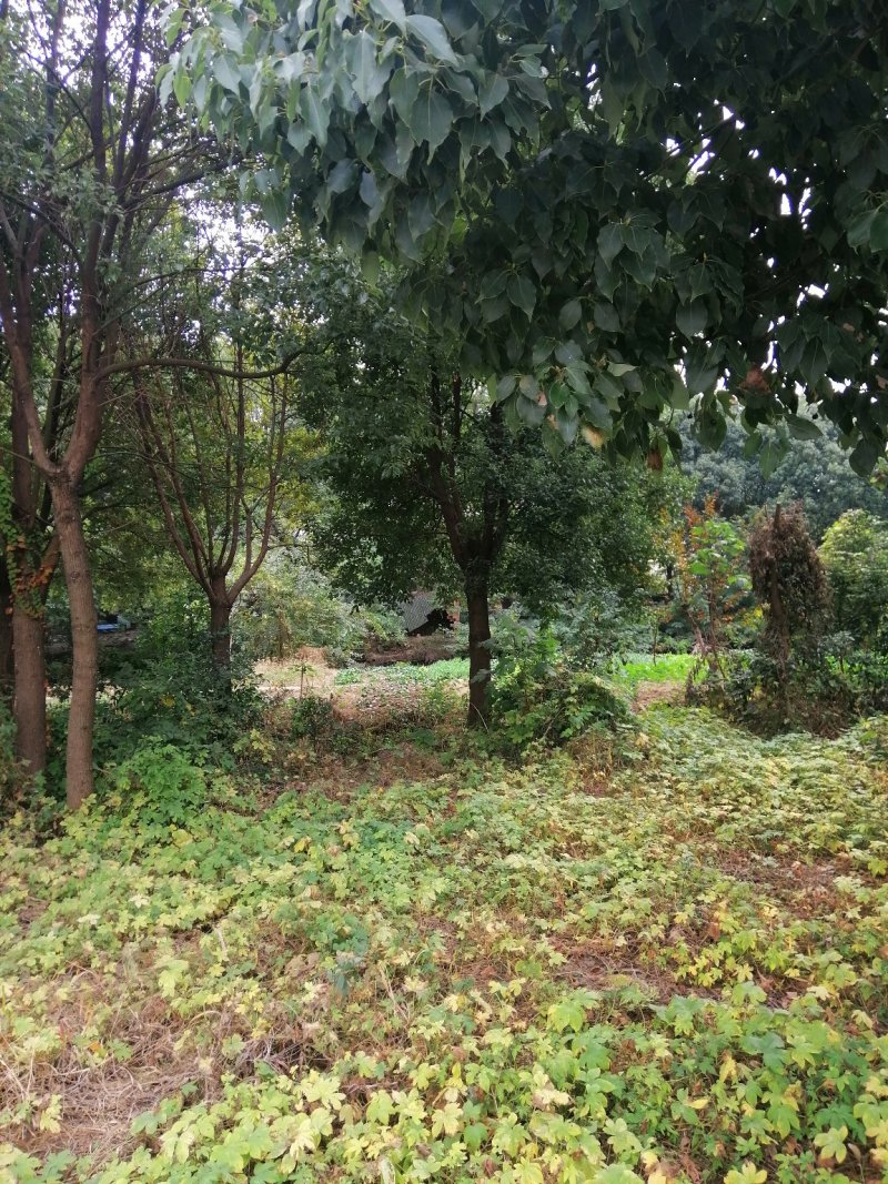 香樟树