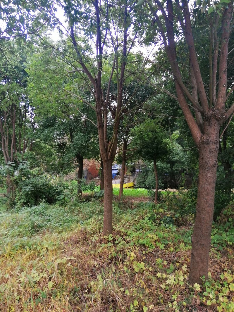 香樟树
