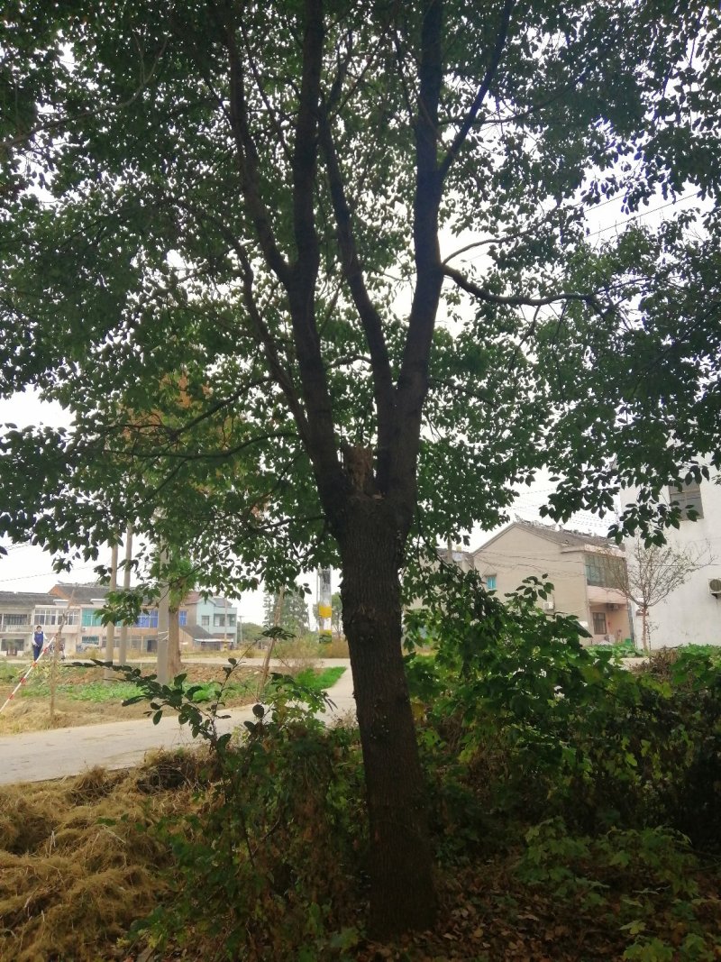 香樟树