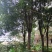 香樟树