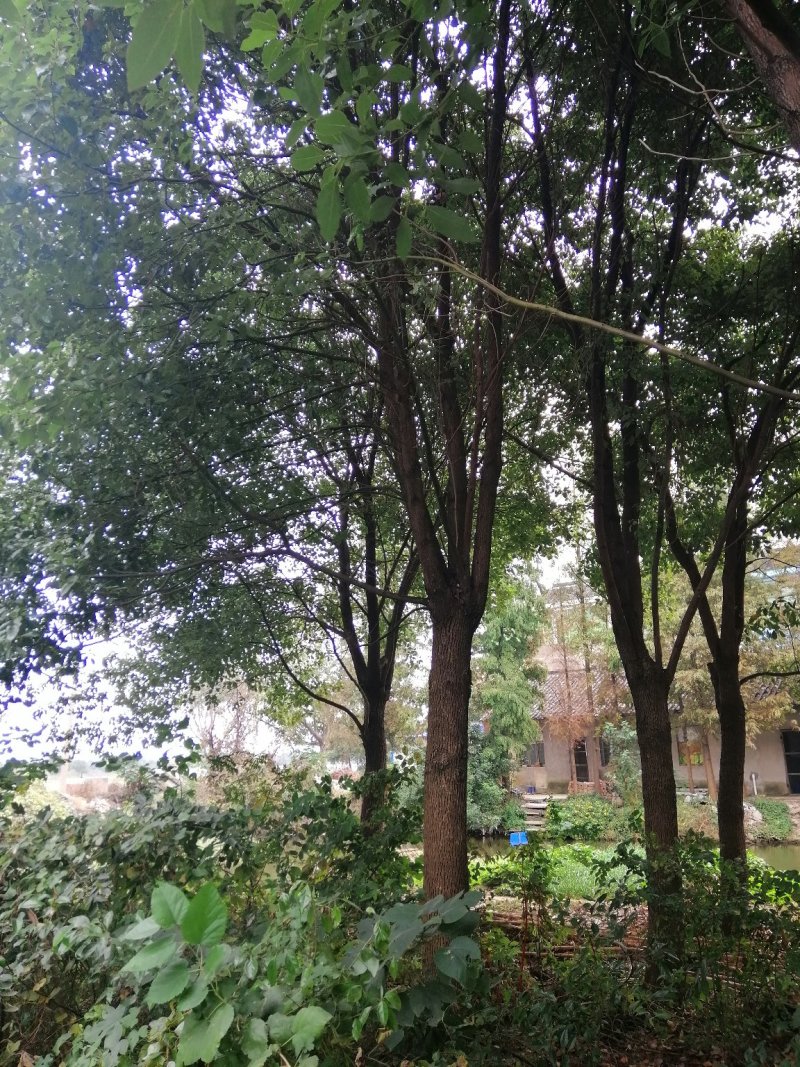 香樟树