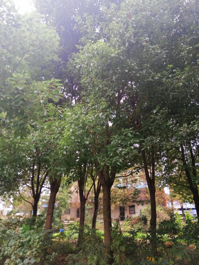 香樟树